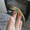 Brown Anole