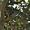 Topknot Pigeon