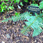 Christmas Fern