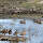Wetlands Biodiversity of Southern Mexico