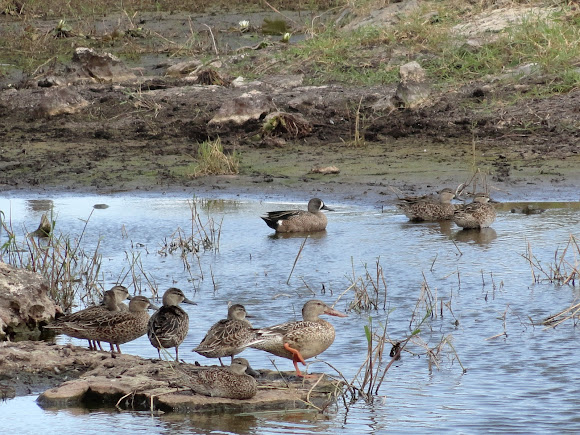 Spotting Image 1