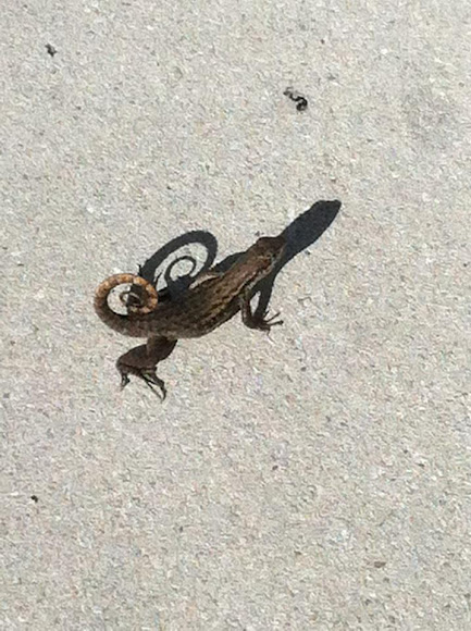 Spotting Image 1