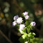 Mistflower