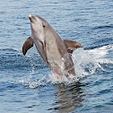 Indo-Pacific bottlenose dolphin