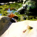 Honey Bee
