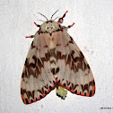 Noctuidae