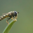 Syrphid Fly