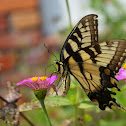 Eastern Tiger Swallowtail
