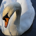 Mute Swan