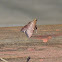 Posturing Arta Moth