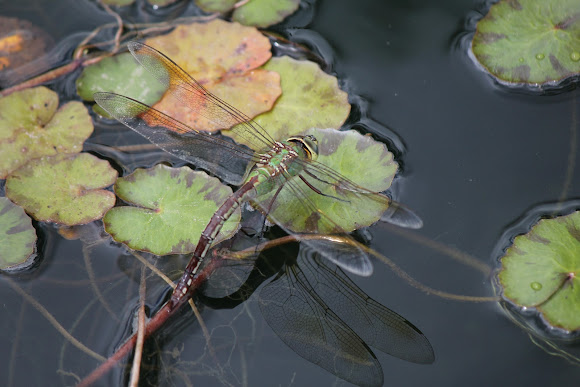 Spotting Image 1