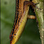 Striped Sun Skink