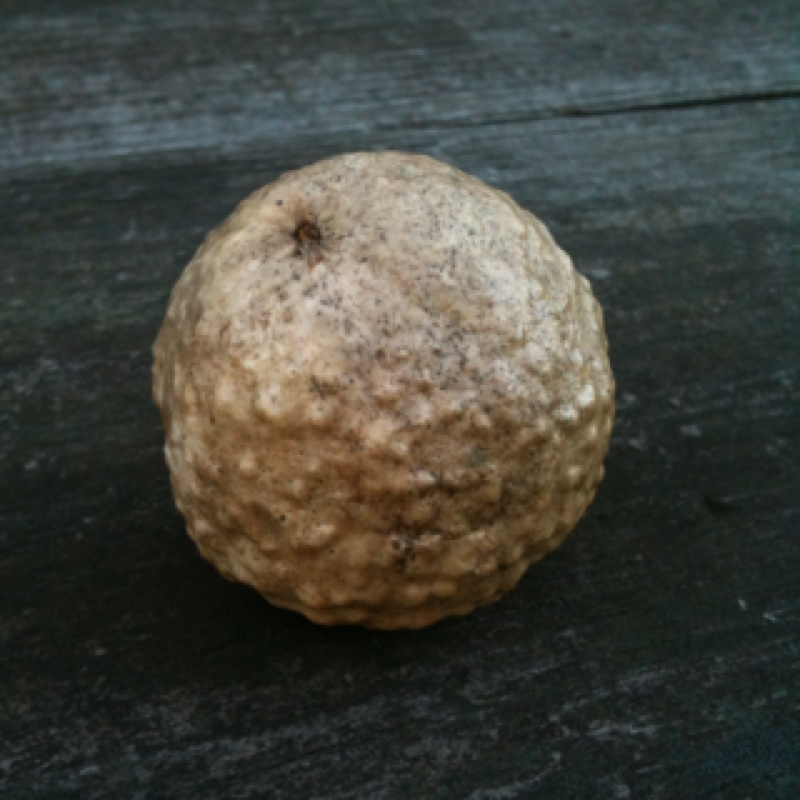 Oak Gall
