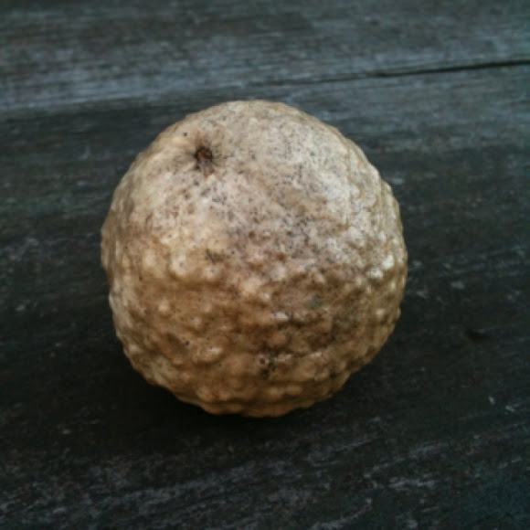 Spotting Image 1