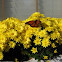 Monarch