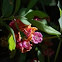 Sheep laurel