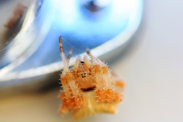 [spidersmall1[2].jpg]