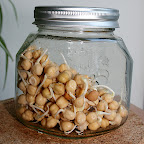 Pois chiches germés