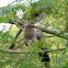 Eastern Plantain-eater  