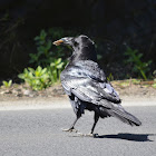 Common Raven