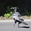 Common Raven