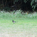 Magpie
