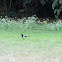 Magpie