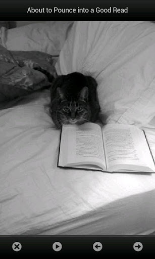 Meow Reader
