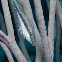 Slender file fish