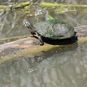 Eastern river cooter