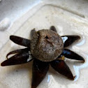 Astraeus hygrometricus, Barometer Earthstar