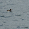 Long-tailed Duck