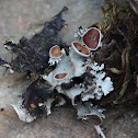 Cup lichen