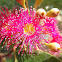 Red flowering gum
