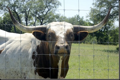 Bevo400