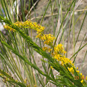 Goldenrod Flower
