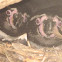 Humboldt Penguin