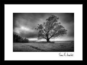 BLACK OAK | Et gammelt og klassisk eiketre på jordet ved NLH i Ås kommune. Et kjent og fotografert tre vist med en annen vri i form av HDR teknikk som gir bildet en enorm dybde og ekthet. Bildet er printet på fotopapir og signert av kunstneren. BLACK OAK | Et gammelt og klassisk eiketre på jordet ved NLH i Ås kommune. Et kjent og fotografert tre vist med en annen vri i form av HDR teknikk som gir bildet en enorm dybde og ekthet. Bildet er printet på fotopapir og signert av kunstneren.