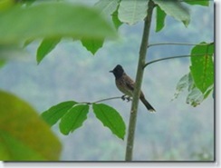 DSC02855_thumb