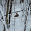 White Tail Deer