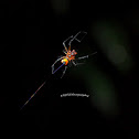 spider