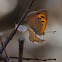Common Copper, Manto bicolor.