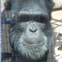 Chimpanzee
