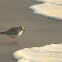 Piping Plover