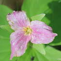 Trillium