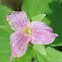 Trillium