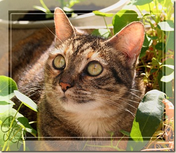 Specs in nasturtiums