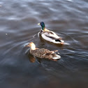 Mallards