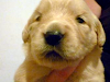 Golden Retriever Su Mejor Regalo Para Navidad