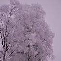 European White Birch